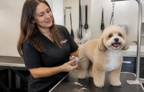 The Pet Groomer’s Blueprint to a Fully Booked Schedule